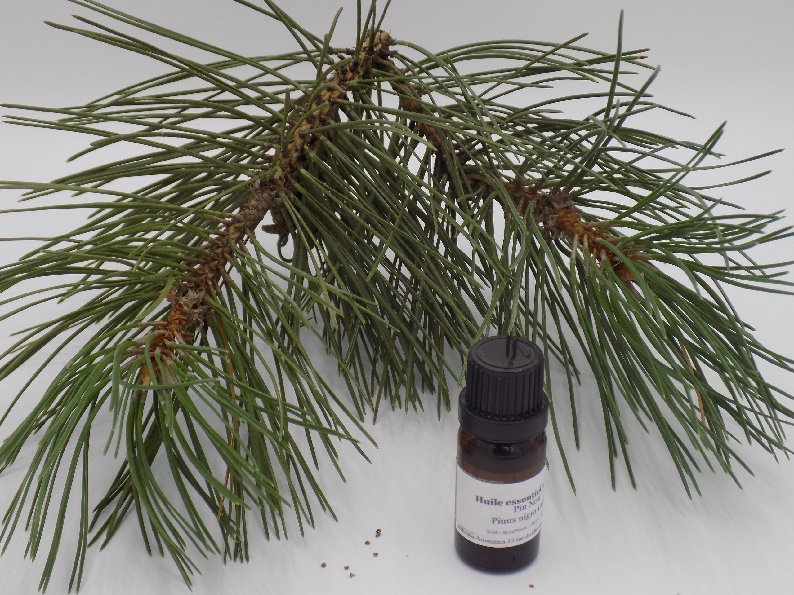 Aceite esencial de pino negro austriaco - 10 ml