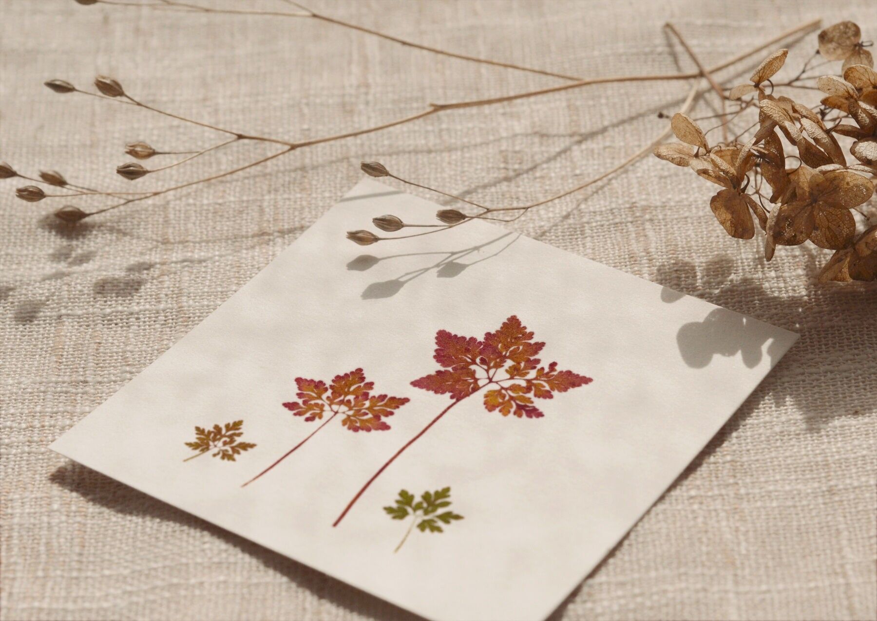 Kleine Wildgeranienkarte • Botanica-Kollektion • 10×10 cm (Umschlag enthalten)