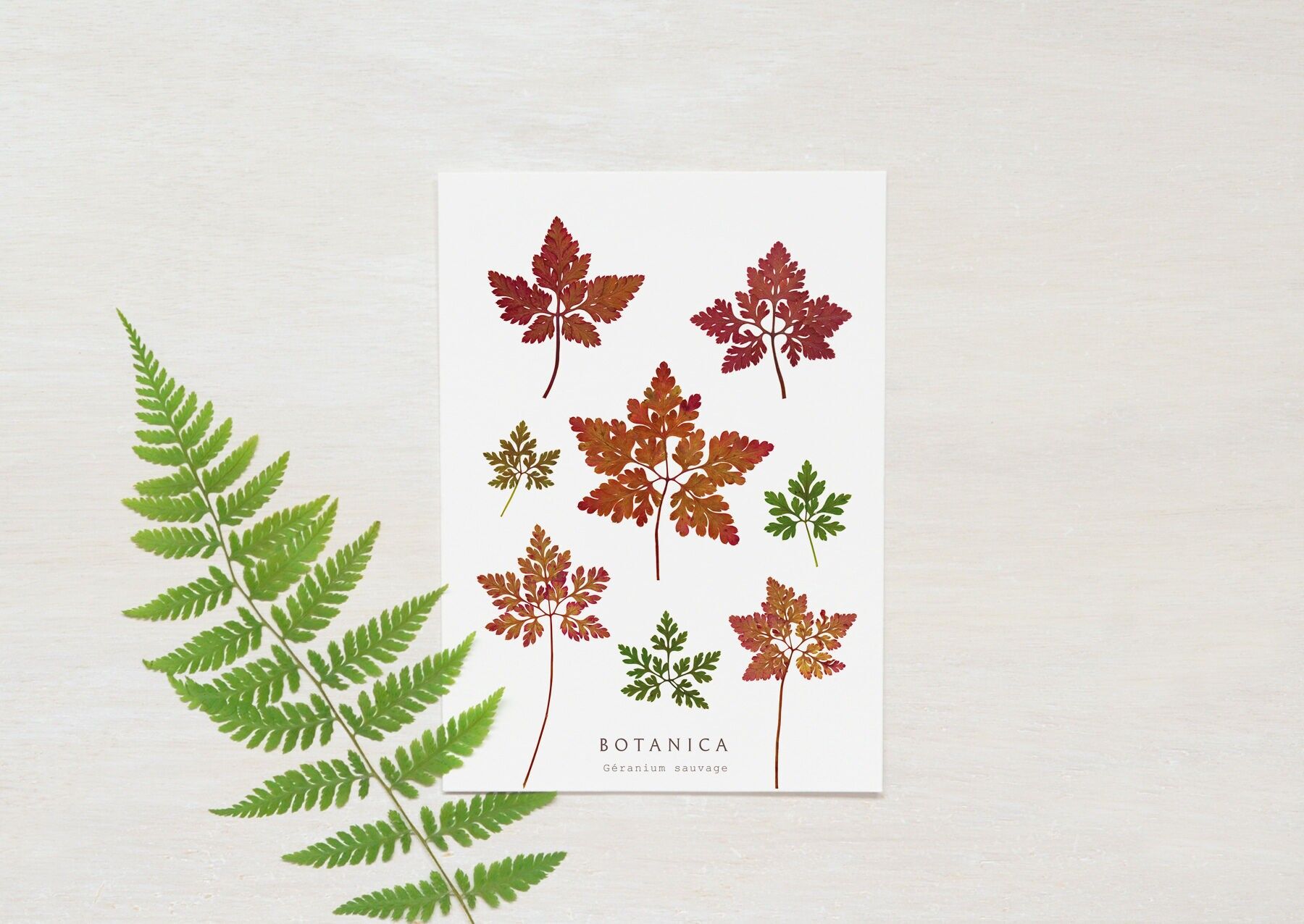 Herbst-/Winterkarte „Wild Geranium“ • Botanica-Kollektion • A6 (Umschlag inklusive)