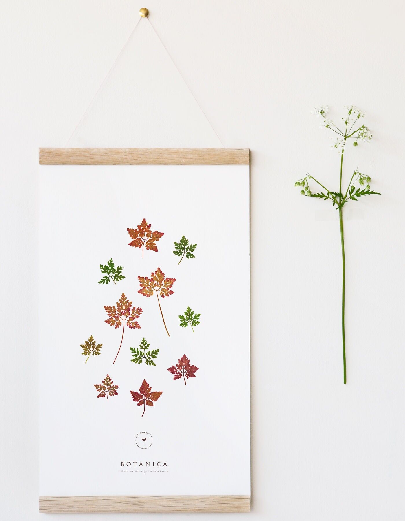 Affiche automnale "Géranium sauvage" • collection Botanica • 2 finitions au choix