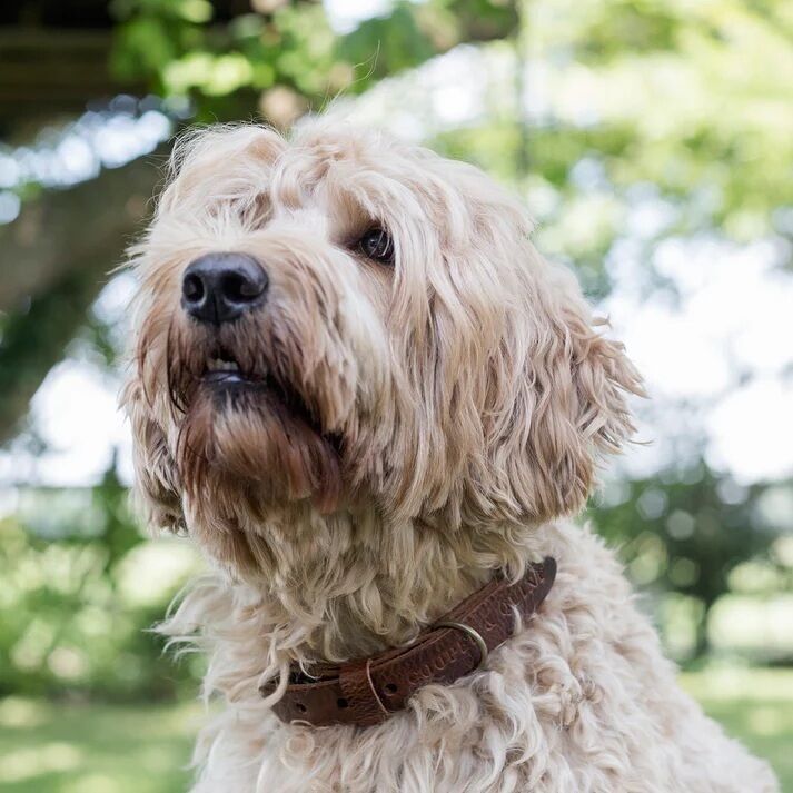 Collare per cani in pelle intrecciata | Marrone