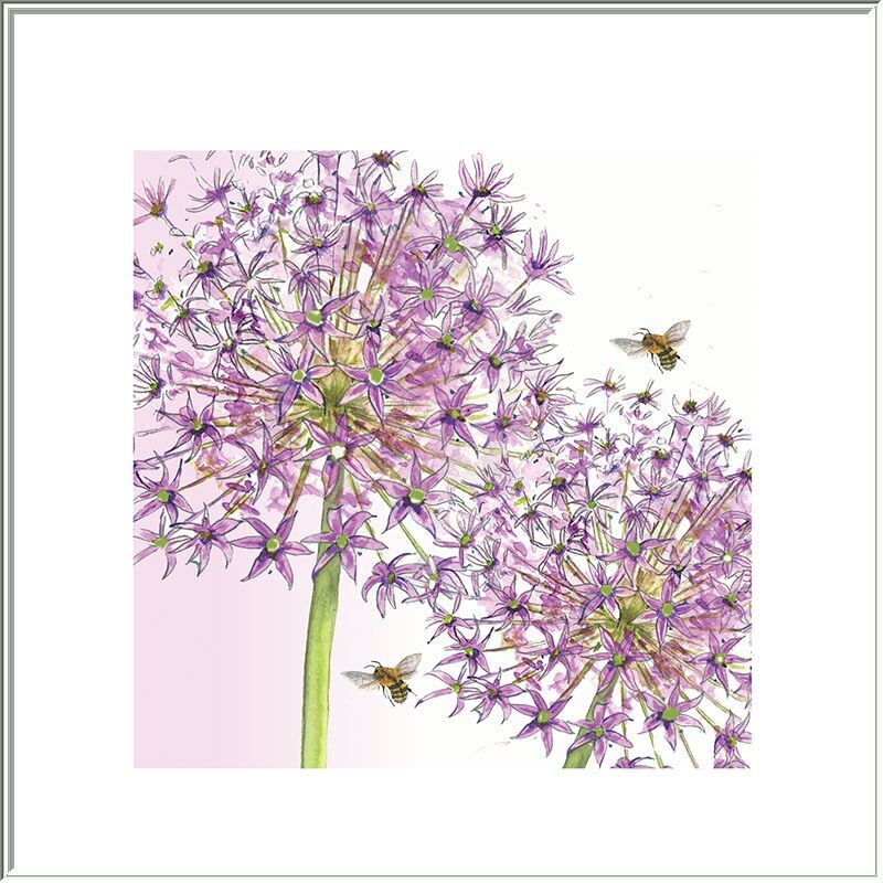 2 Allium-Köpfe
