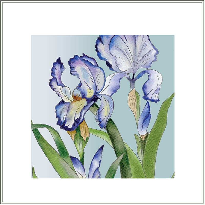 Iris