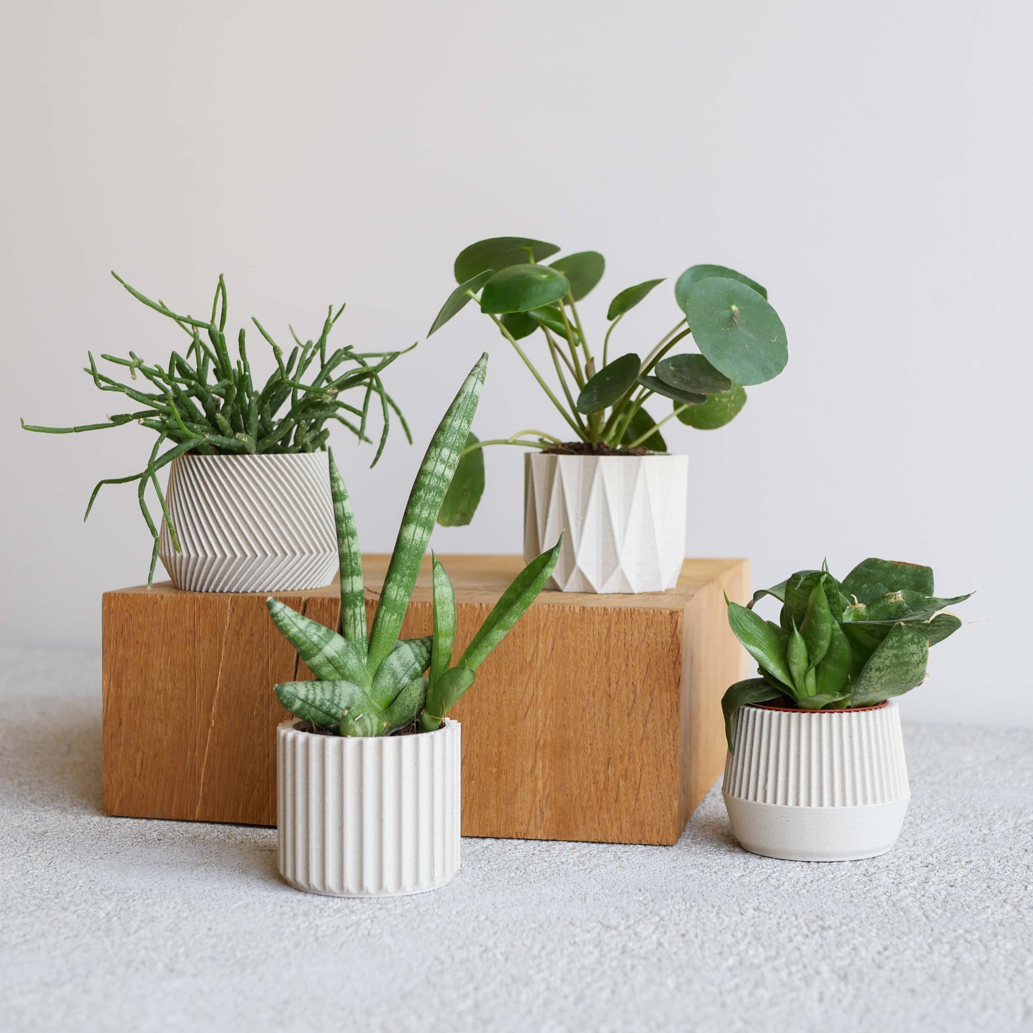 Ensemble de 4 petits pots - parfait pour les plantes vertes