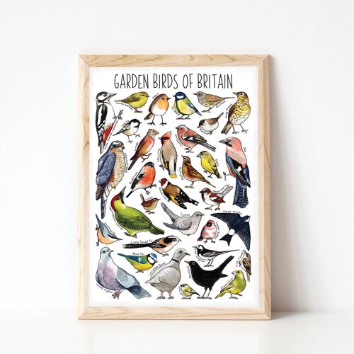 Garden Birds of Britain Art Print - A4 sized