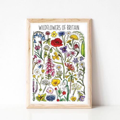 Wildflowers  of Britain Art Print - A4 sized