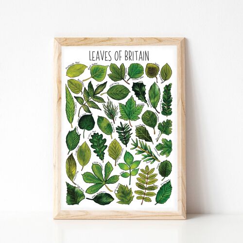 Leaves  of Britain Art Print - A4 sized