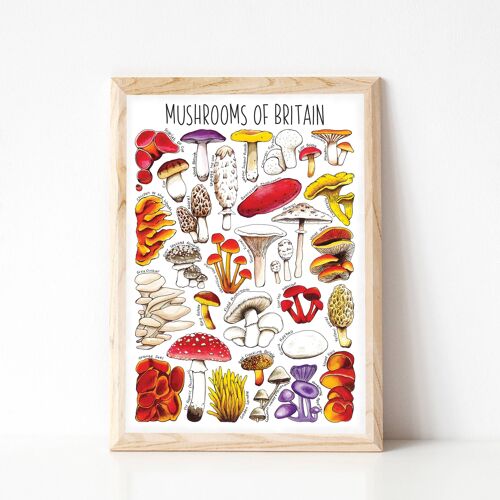 Mushrooms  of Britain Art Print - A4 sized print