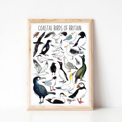 Impresión de arte de aves costeras de Gran Bretaña - impresión de tamaño A4
