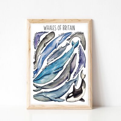 Whales of Britain Art Print - A4 sized print