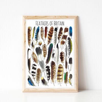 Feathers  of Britain Art Print - A4 sized print