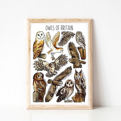 Owls  of Britain Art Print - A4 sized print