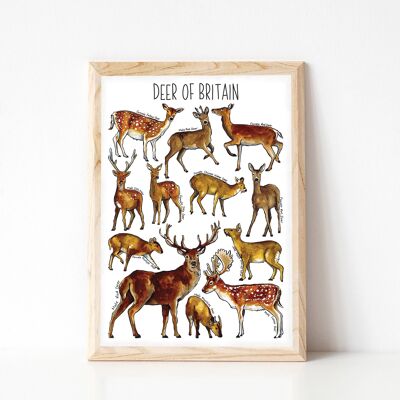 Deer of Britain Art Print - A4 sized print