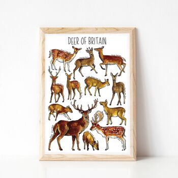 Cerf de Grande-Bretagne Art Print - impression de taille A4