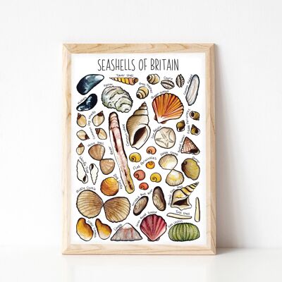 Seashells  of Britain Art Print - A4 sized print