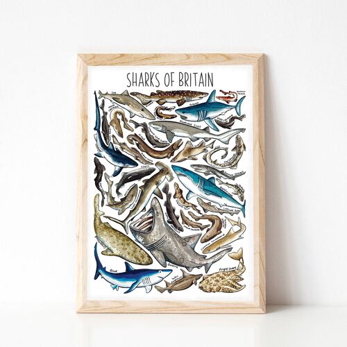 Sharks  of Britain Art Print - A4 sized print