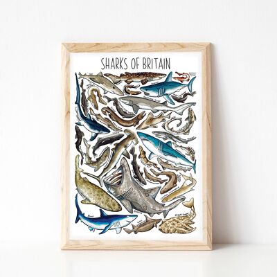 Sharks of Britain Art Print - stampa in formato A4