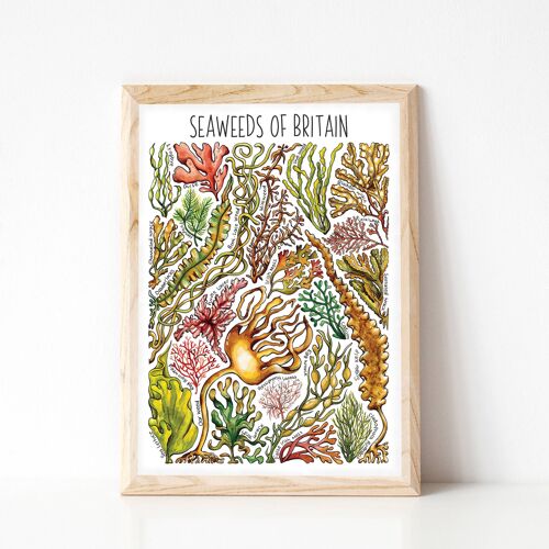 Seaweeds  of Britain Art Print - A4 sized print