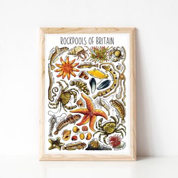 Rockpools of Britain Art Print - impression de taille A4
