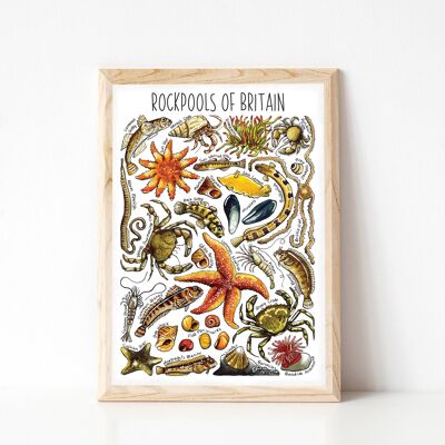 Rockpools  of Britain Art Print - A4 sized print