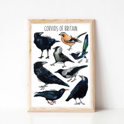 Corvids  of Britain Art Print - A4 sized print