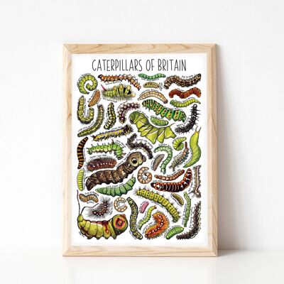 Caterpillars of Britain Art Print - stampa in formato A4