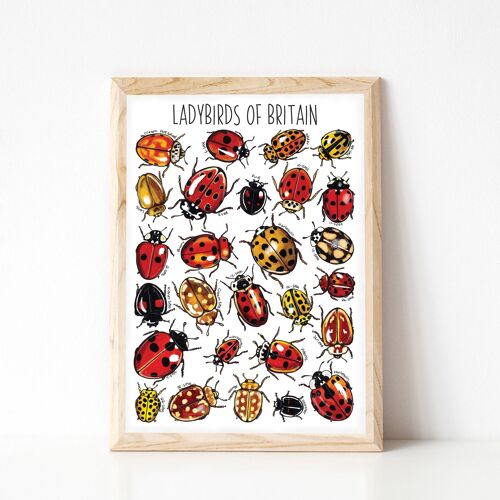 Ladybirds  of Britain Art Print - A4 sized print
