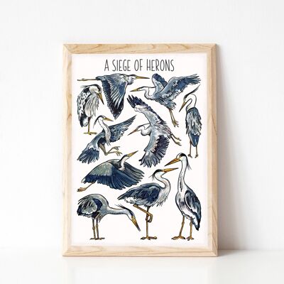 A Siege of Herons Art Print - Impression de taille A4
