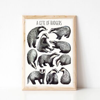 A Cete of Badgers Art Print - A4 sized print