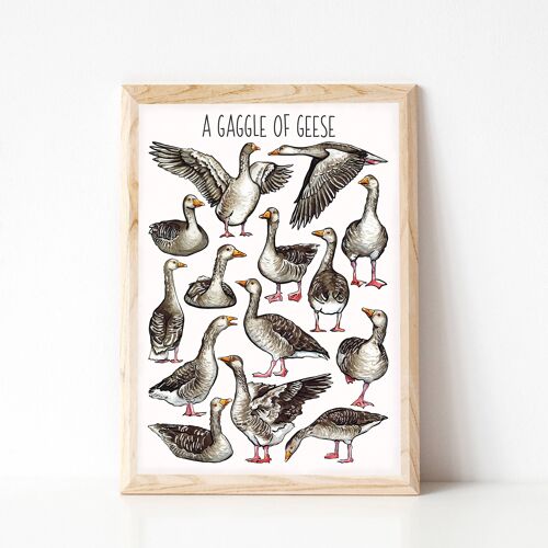 A Gaggle of Geese Art Print - A4 sized print