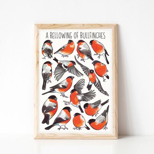 A Bellowing of Bullfinches Art Print - A4 sized print