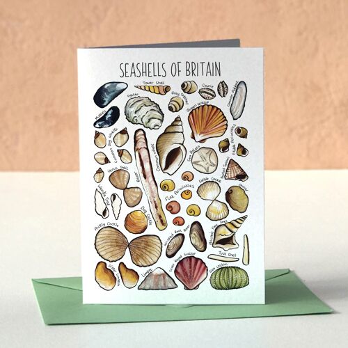 Seashells  of Britain Art Blank Greeting Card