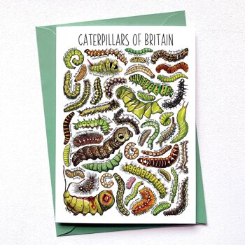 Carte de voeux vierge Art Caterpillars of Britain 2