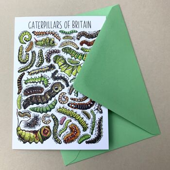 Carte de voeux vierge Art Caterpillars of Britain 4