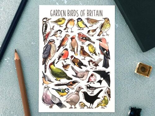 Garden Birds of Britain Art Blank Postcard