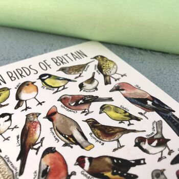 Carte postale vierge d'art d'oiseaux de jardin de Grande-Bretagne 4