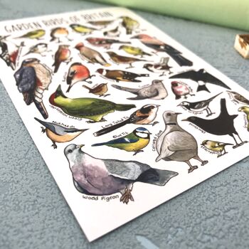 Carte postale vierge d'art d'oiseaux de jardin de Grande-Bretagne 5