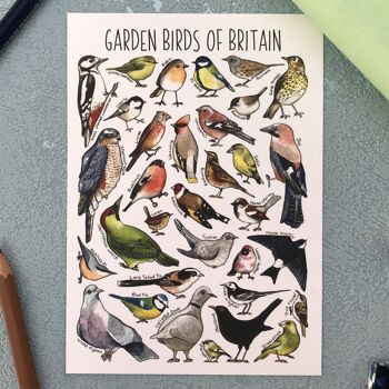 Carte postale vierge d'art d'oiseaux de jardin de Grande-Bretagne 6