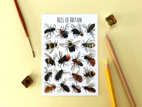 Bees of Britain Art Blank Postcard