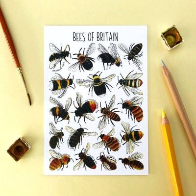 Bees of Britain Art Blank Postcard
