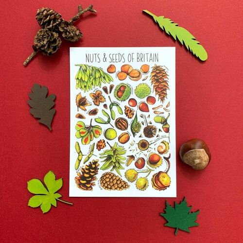 Nuts & Seeds of Britain Art Blank Postcard