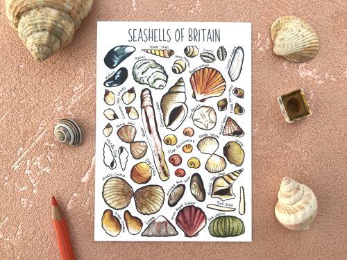 Seashells  of Britain Art Blank Postcard