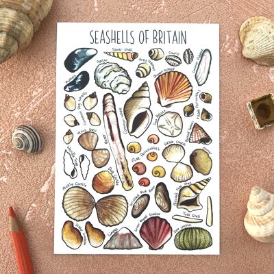 Postal en blanco del arte de las conchas marinas de Gran Bretaña