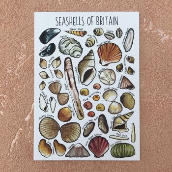 Carte postale vierge d'art de coquillages de Grande-Bretagne 3