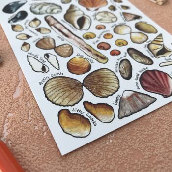 Carte postale vierge d'art de coquillages de Grande-Bretagne 4