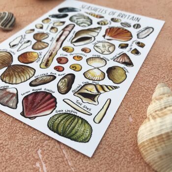 Carte postale vierge d'art de coquillages de Grande-Bretagne 5