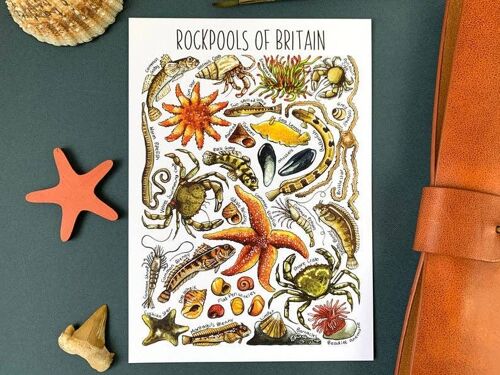 Rockpools of Britain Art Blank Postcard