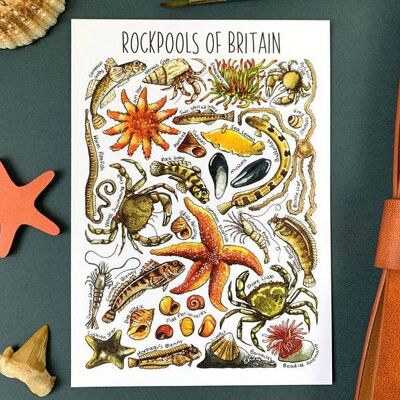 Cartolina in bianco d'arte Rockpools of Britain