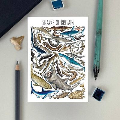 Sharks of Britain Art Blank Postcard