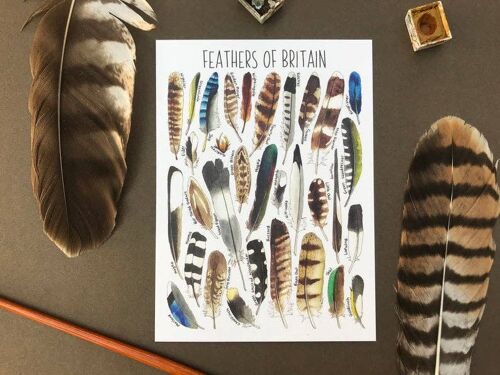Feathers of Britain Art Blank Postcard